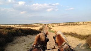 Paardrijden over de Veluwe - Van der Valk Hotel de Cantharel Apeldoorn